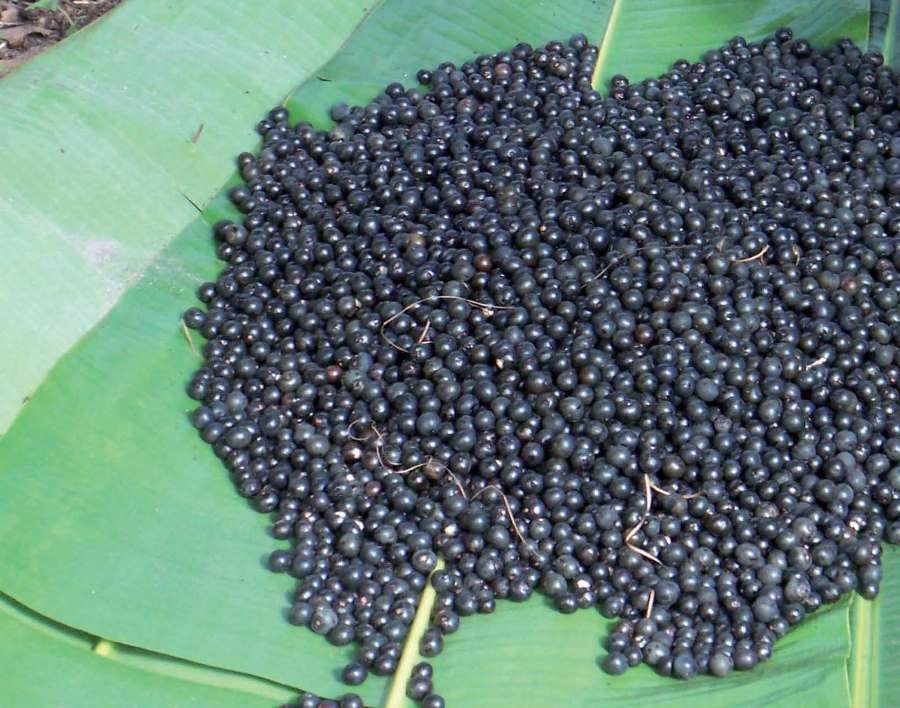 açaí