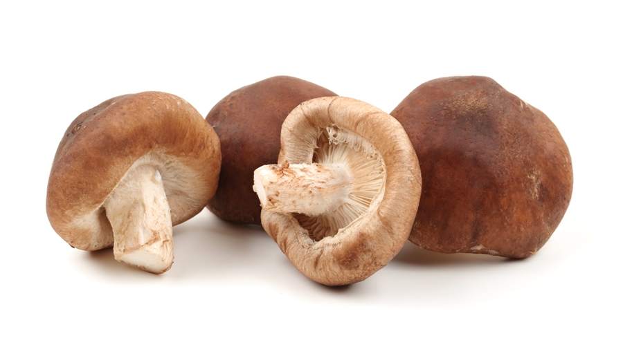 funghi shiitake