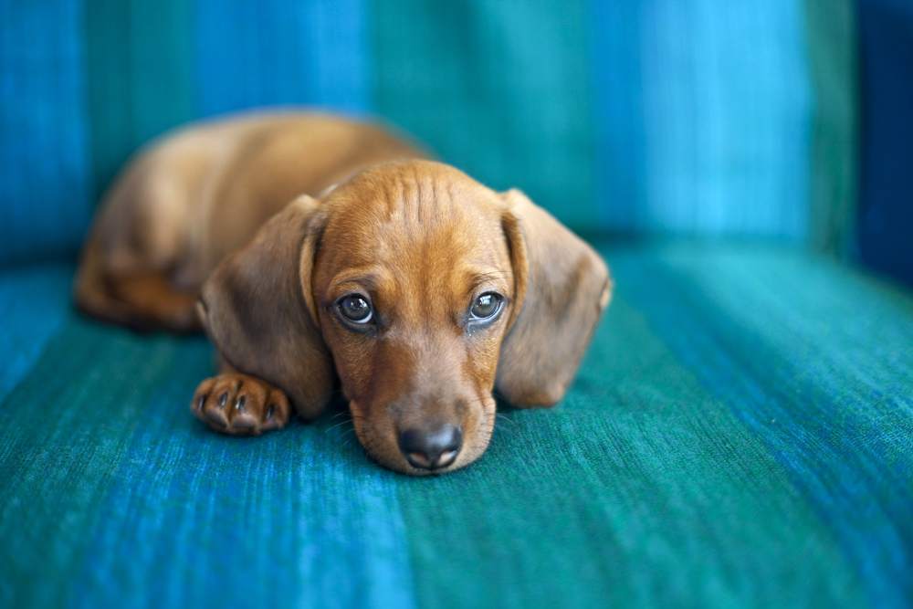rimedi naturali per le pulci del cane