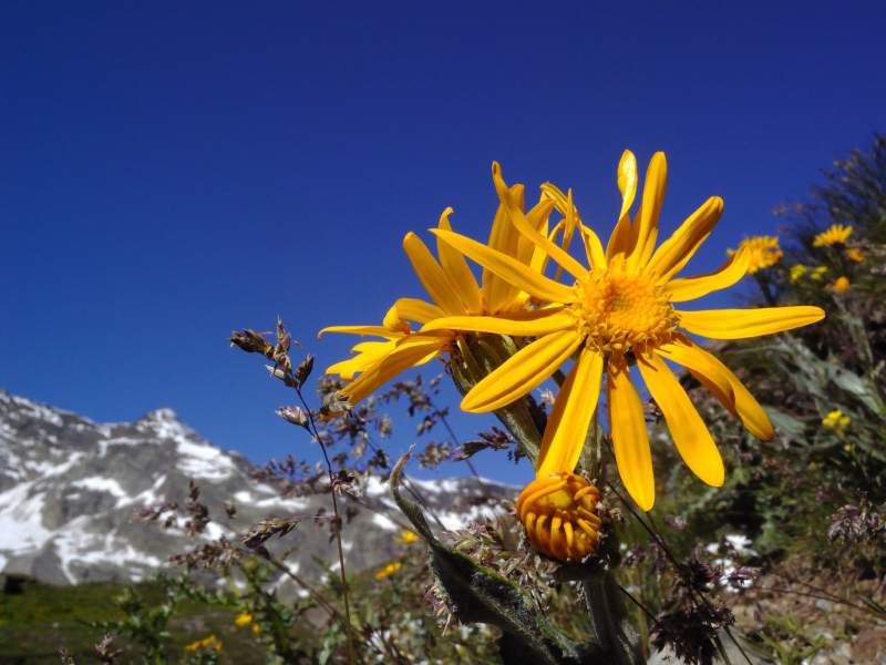 arnica montana