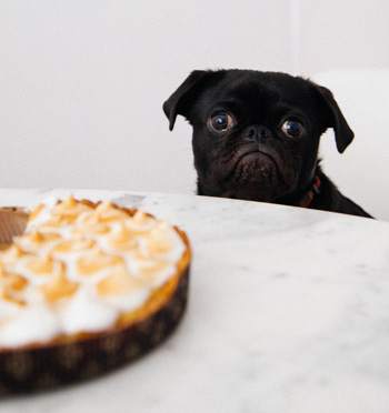 cane che guarda torta