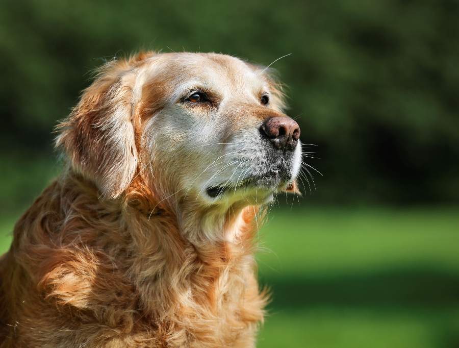 50 semplici coccole per far felice il tuo cane