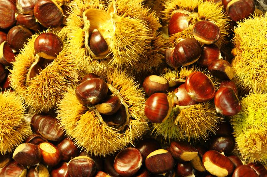 castagne