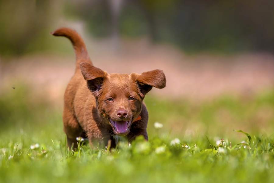 cucciolo