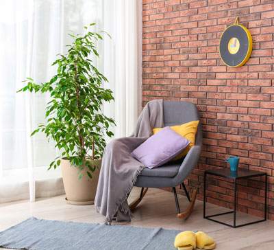 ficus benjamina