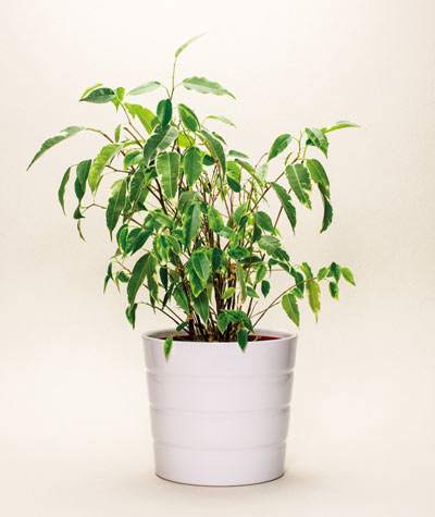 ficus benjamina