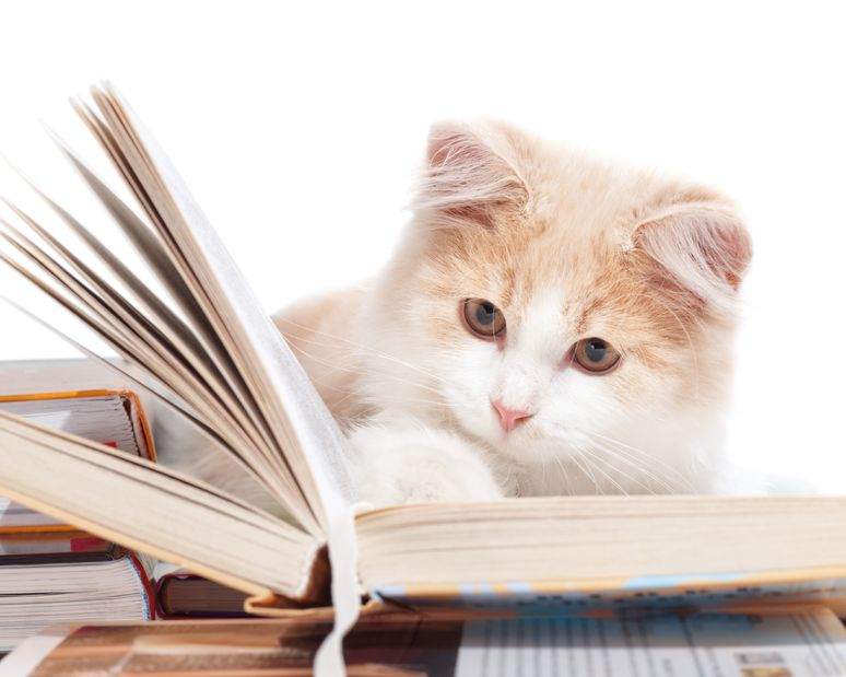 gattino che legge un libro