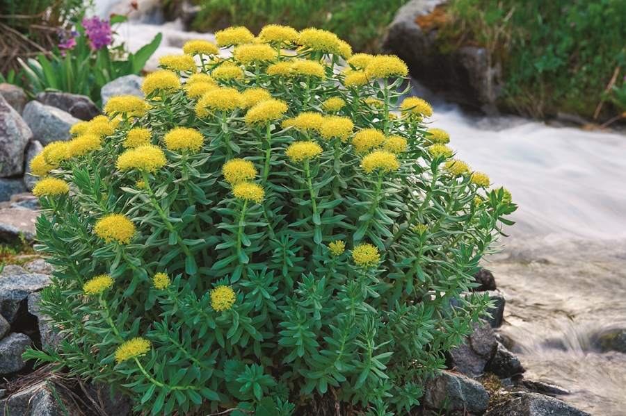 pianta di rodiola o rhodiola