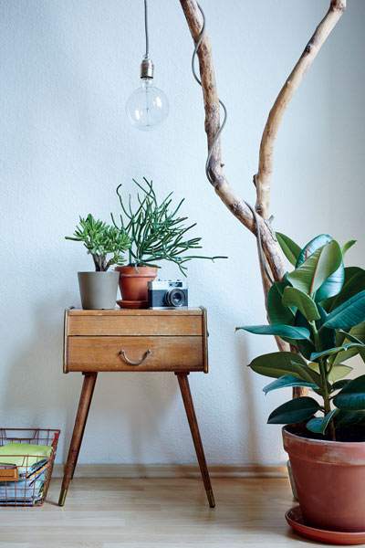 piante da interno